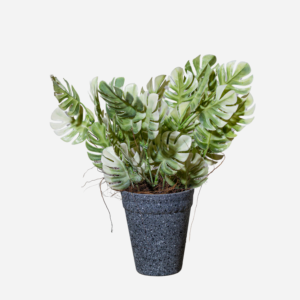 Monster Leaf Bonzai