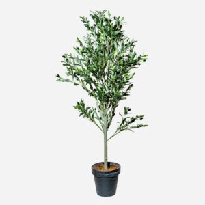 OLIVE TREE