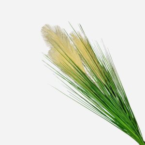 Feather Grass Bunch