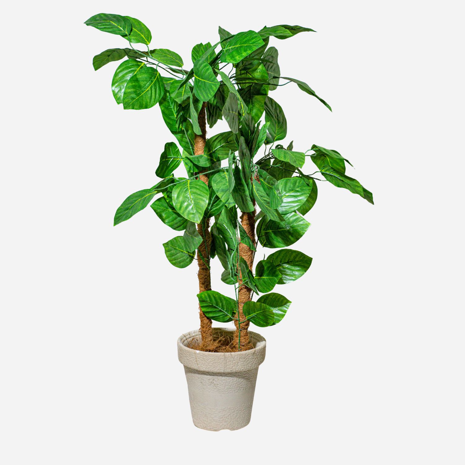 DOUBLE LEAF PLANT